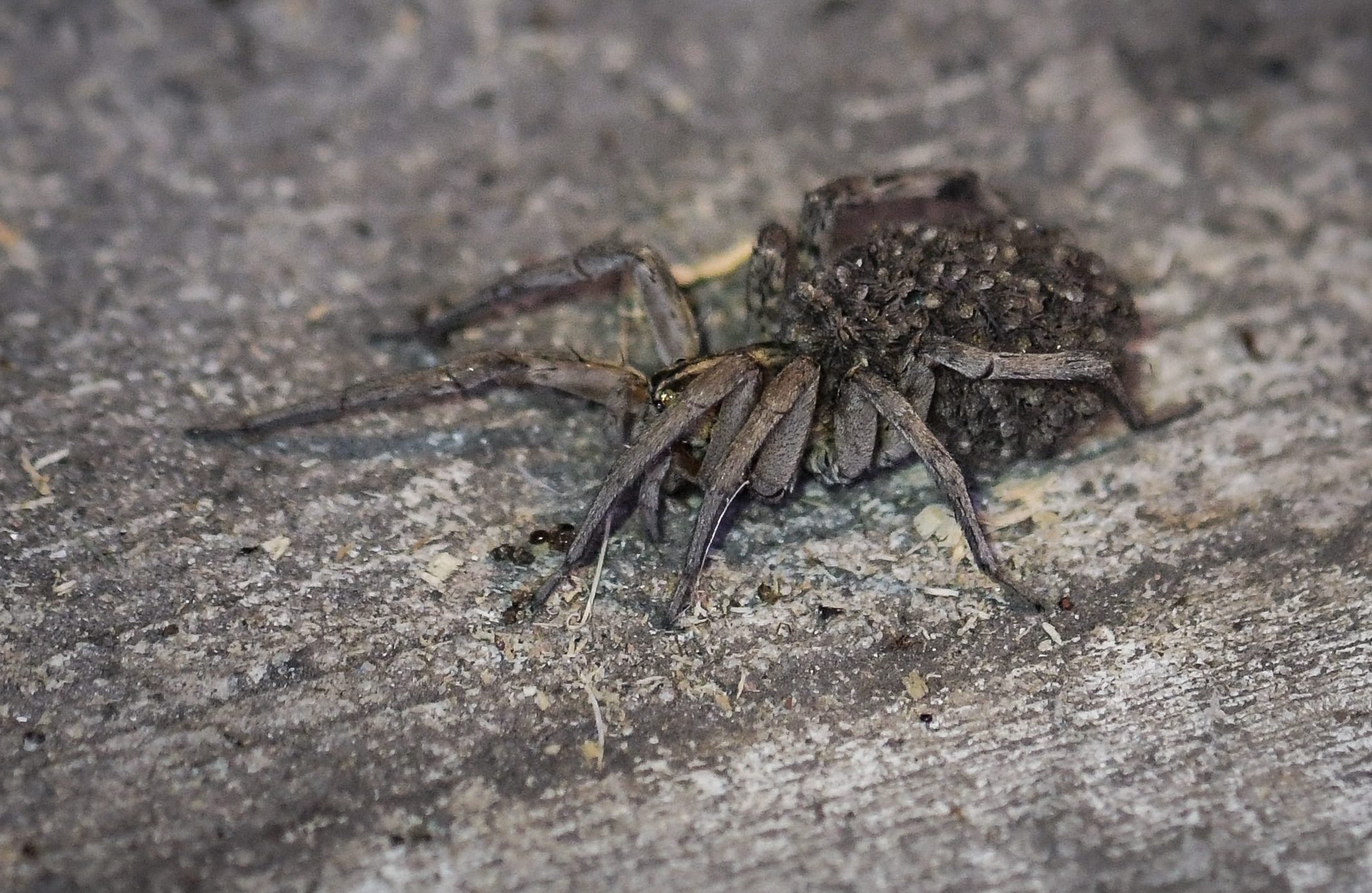 Picture of Tigrosa - Female - Lateral,Spiderlings