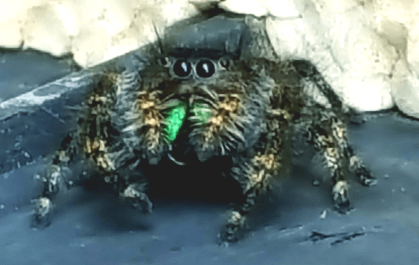 Picture of Phidippus - Eyes