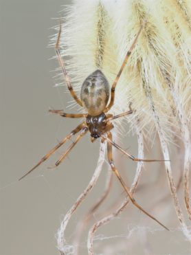 Picture of Lepthyphantes leprosus - Female - Dorsal,Webs