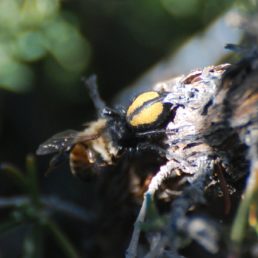 Featured spider picture of Phidippus nikites