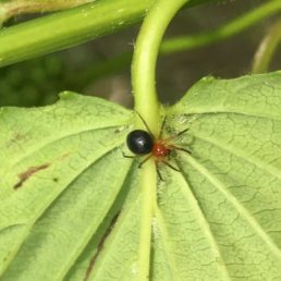 Featured spider picture of Hypselistes florens