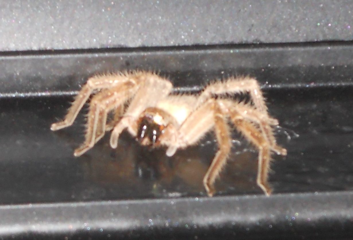 Picture of Olios giganteus (Giant Crab Spider)