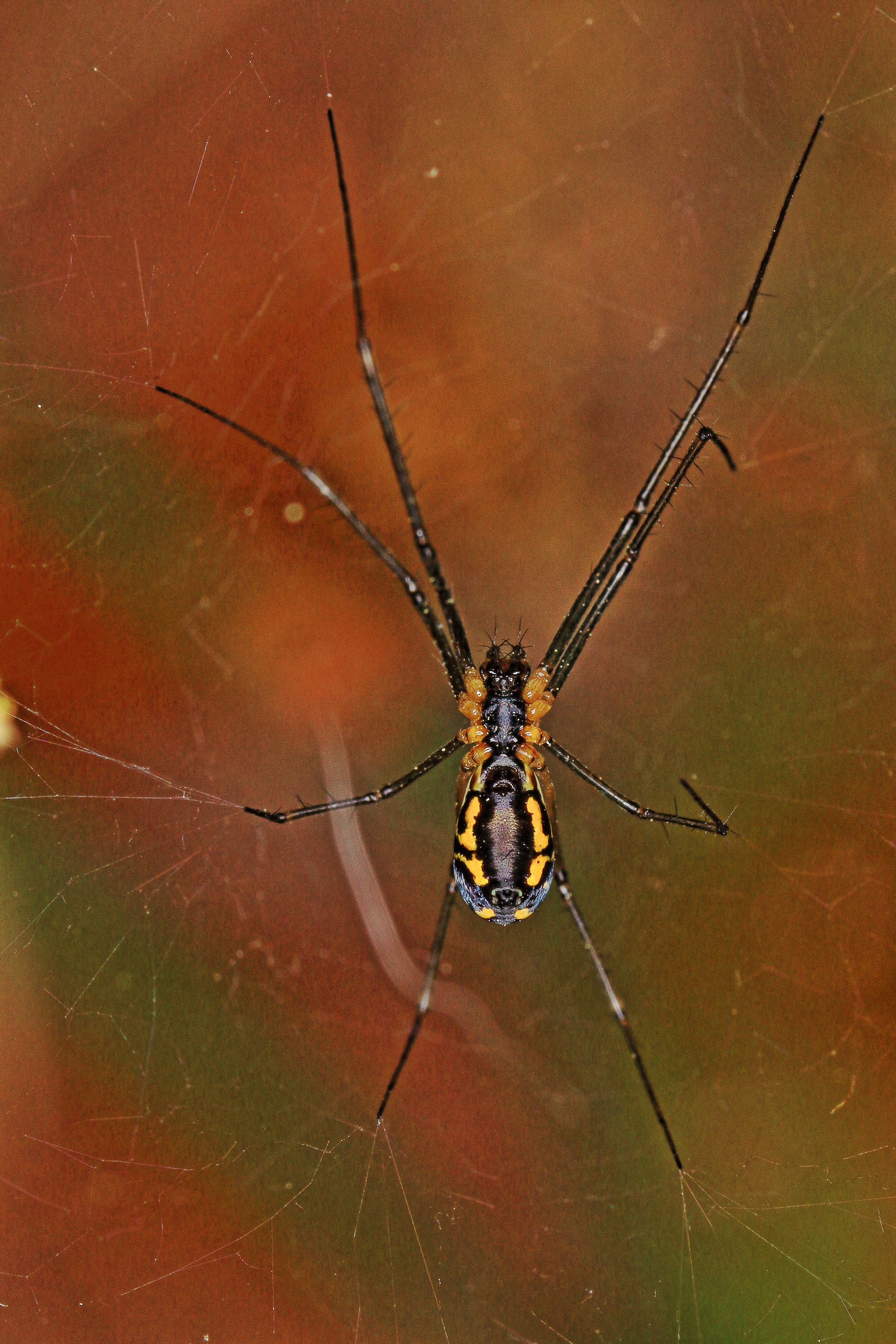 Picture of Neriene radiata (Filmy Dome Spider) - Female - Ventral