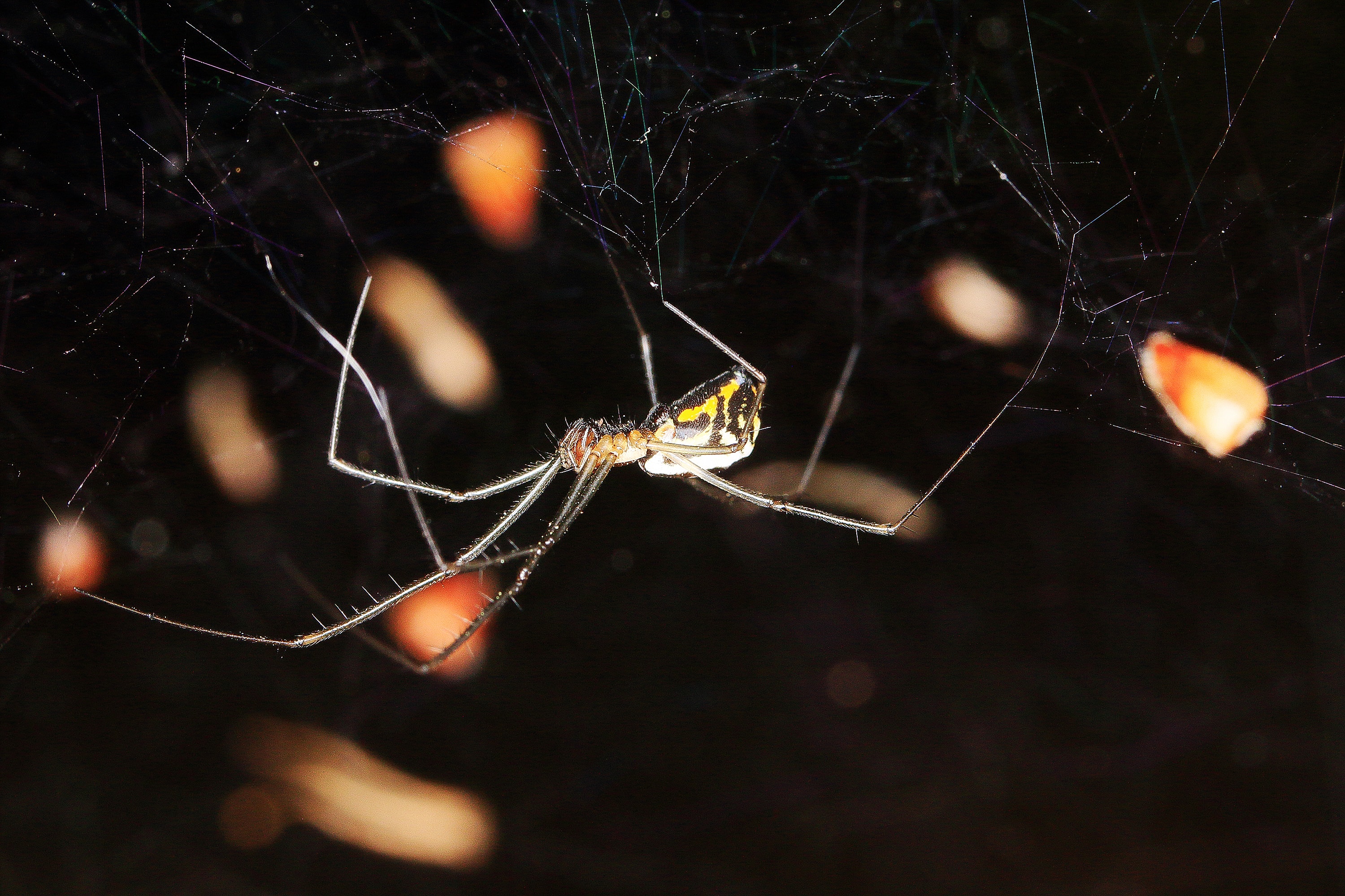Picture of Neriene radiata (Filmy Dome Spider) - Female - Lateral,Webs