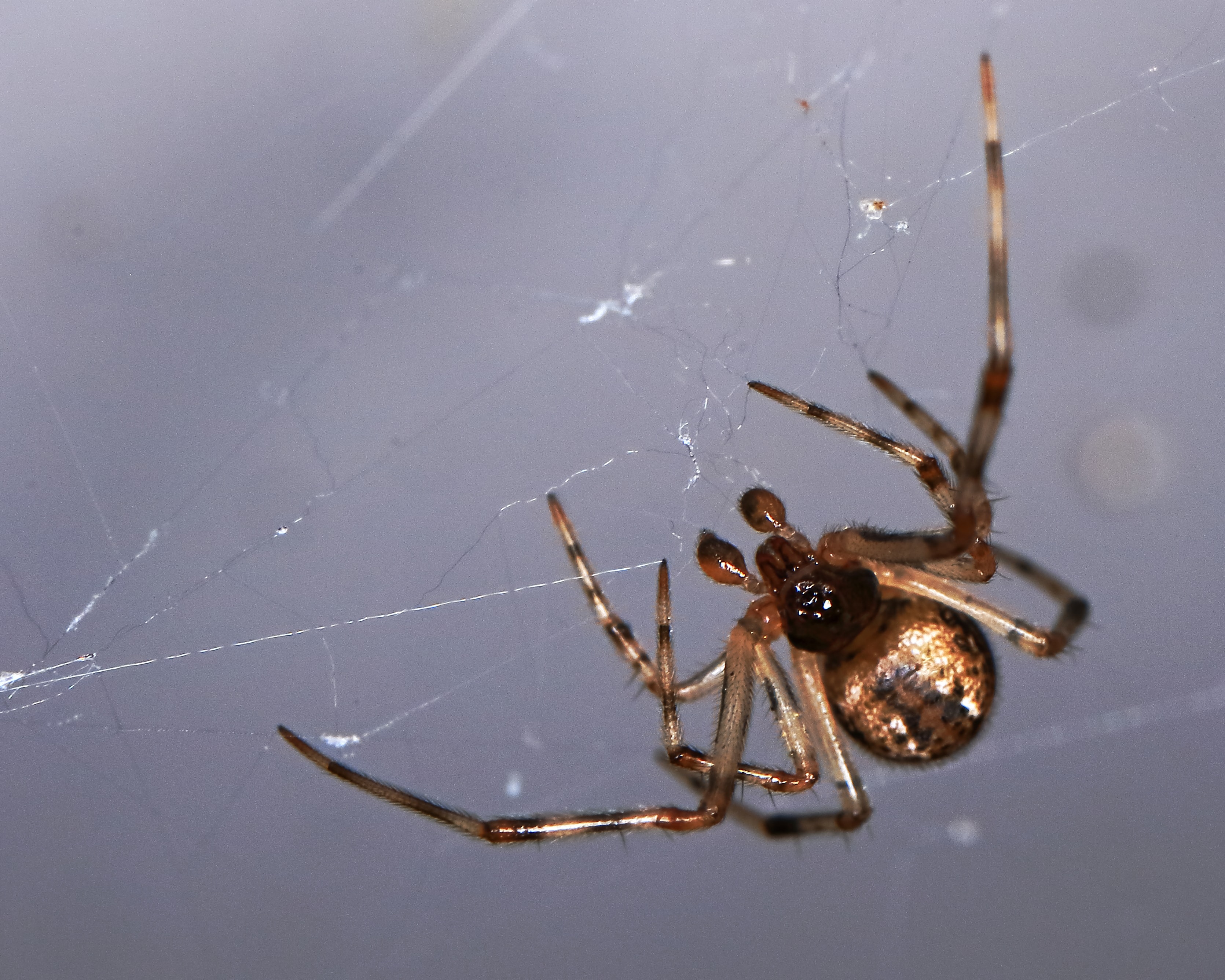 Picture of Parasteatoda tepidariorum (Common House Spider) - Male - Eyes,Webs