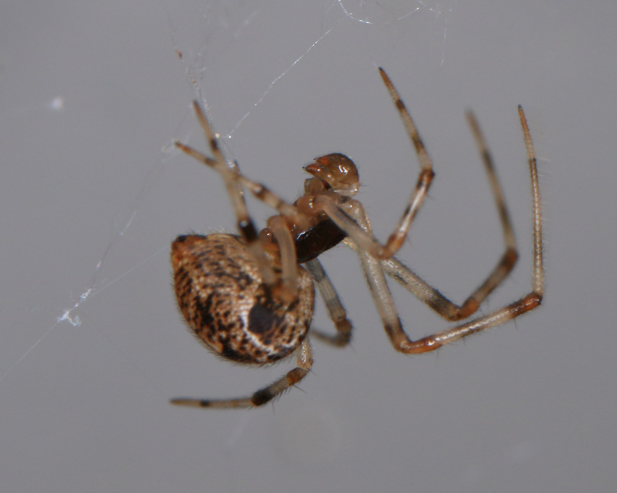 Picture of Parasteatoda tepidariorum (Common House Spider) - Male - Lateral,Webs