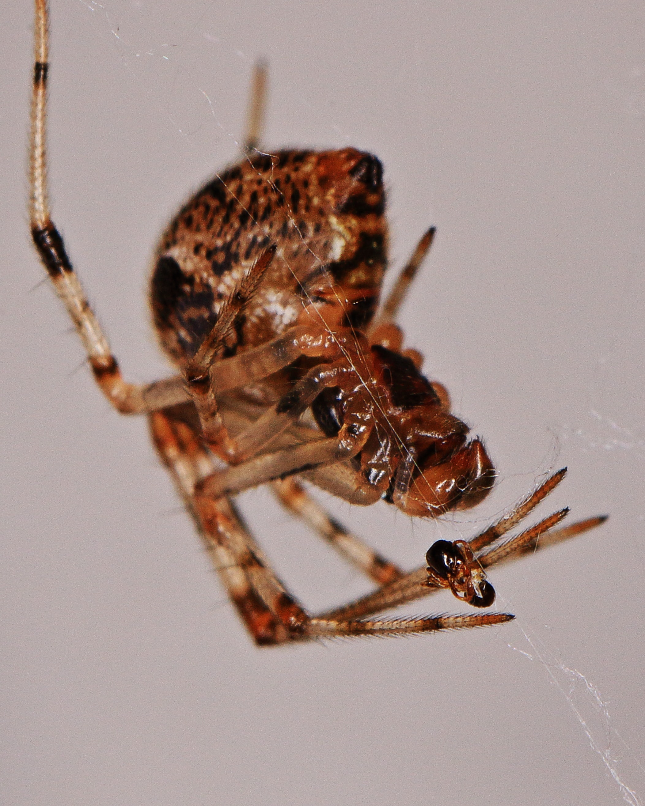 Picture of Parasteatoda tepidariorum (Common House Spider) - Male - Lateral,Webs,Prey