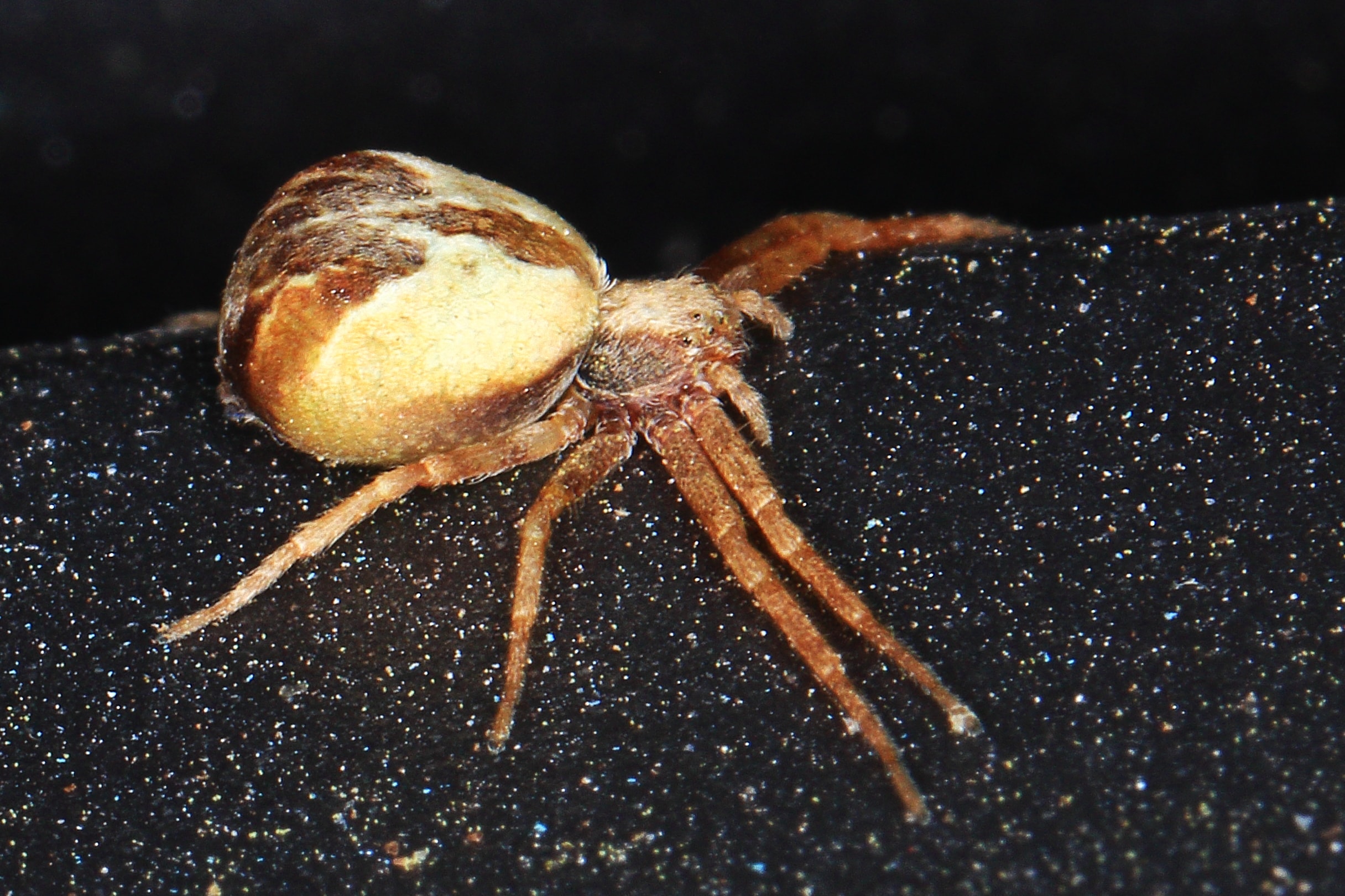 Picture of Philodromus floridensis - Lateral
