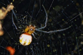 Picture of Trichonephila clavipes (Golden Silk Orb-weaver) - Male - Dorsal,Webs