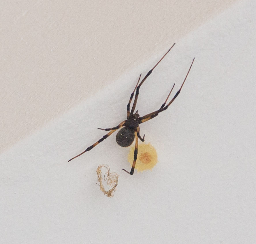 Picture of Latrodectus geometricus (Brown Widow Spider) - Female - Dorsal,Egg sacs
