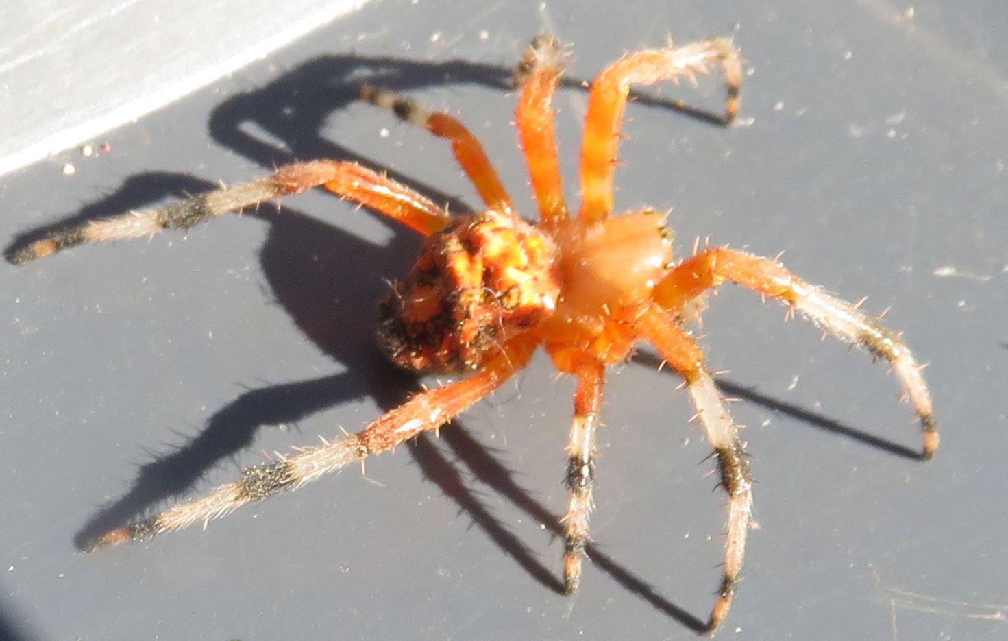 Picture of Araneus marmoreus (Marbled Orb-weaver) - Female - Lateral