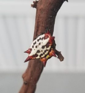 Picture of Gasteracantha cancriformis (Spiny-backed Orb-weaver) - Female - Dorsal