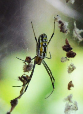 Picture of Trichonephila clavipes (Golden Silk Orb-weaver) - Dorsal,Webs