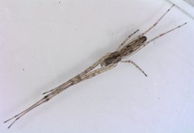 Picture of Tetragnatha spp. - Dorsal