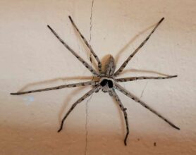 Picture of Heteropoda venatoria (Huntsman Spider) - Male