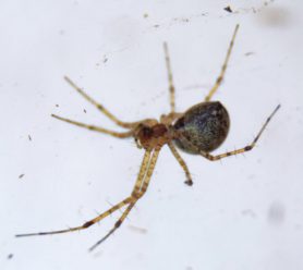 Picture of Linyphiidae (Money Spiders) - Female - Ventral