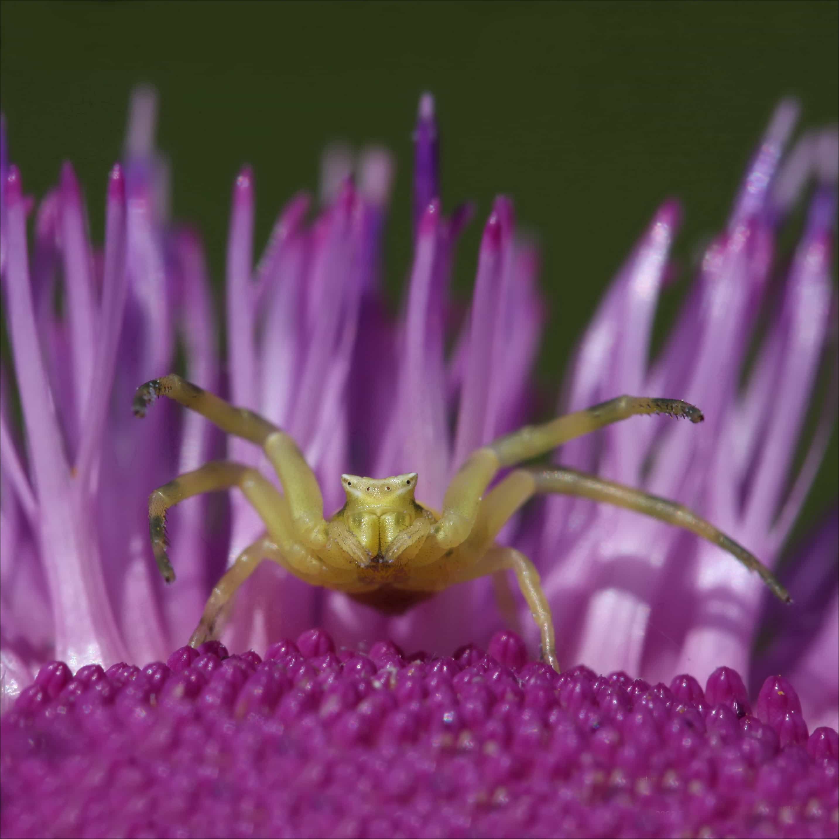 Picture of Thomisus onustus (Pink Crab Spider) - Eyes