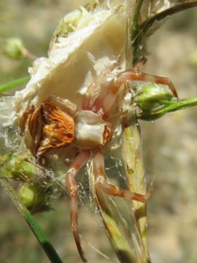 Picture of Thomisus onustus (Pink Crab Spider) - Female - Dorsal,Egg Sacs