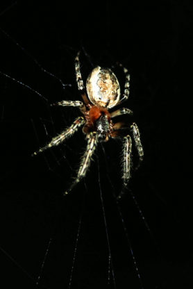 Picture of Araneidae (Orb-weavers) - Dorsal,Webs
