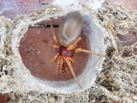 Picture of Dysdera spp. - Dorsal,Webs