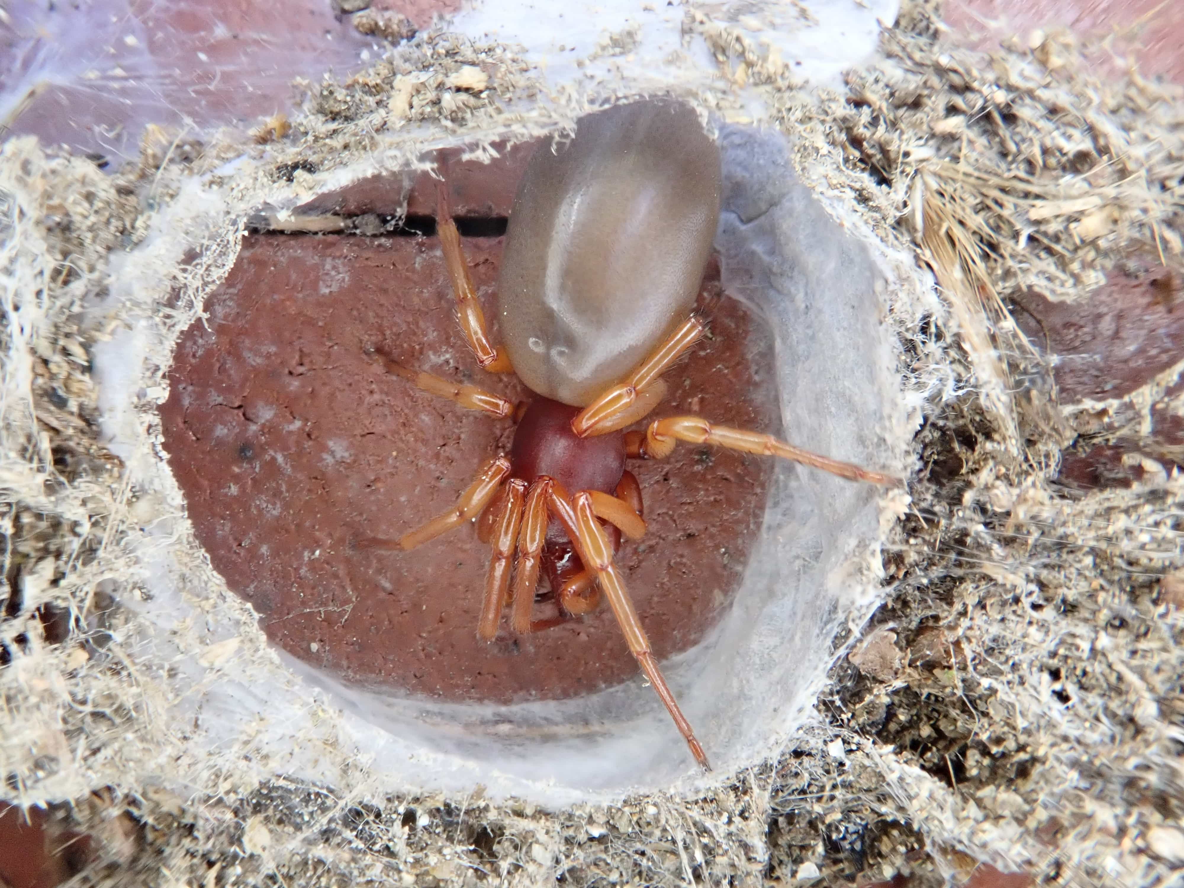 Picture of Dysdera - Dorsal,Webs