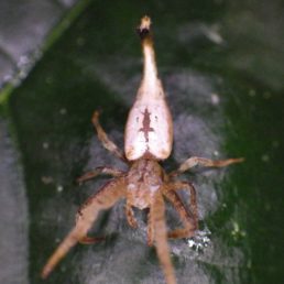Featured spider picture of Arachnura melanura