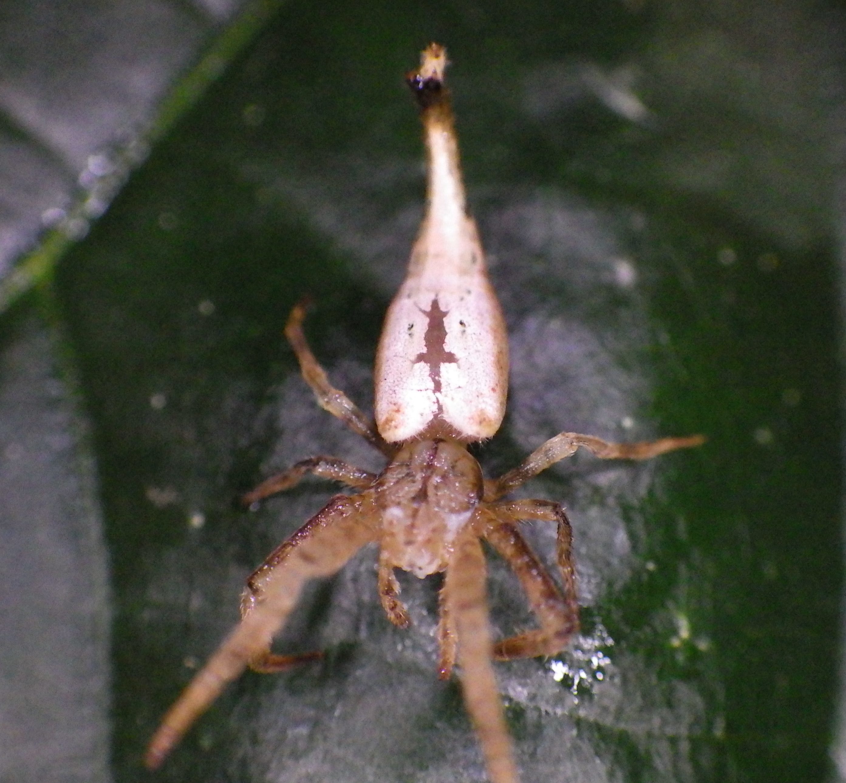 Picture of Arachnura melanura - Dorsal