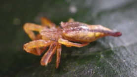 Picture of Arachnura melanura - Lateral