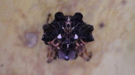 Picture of Thelacantha brevispina (Double Spotted Spiny Spider) - Dorsal