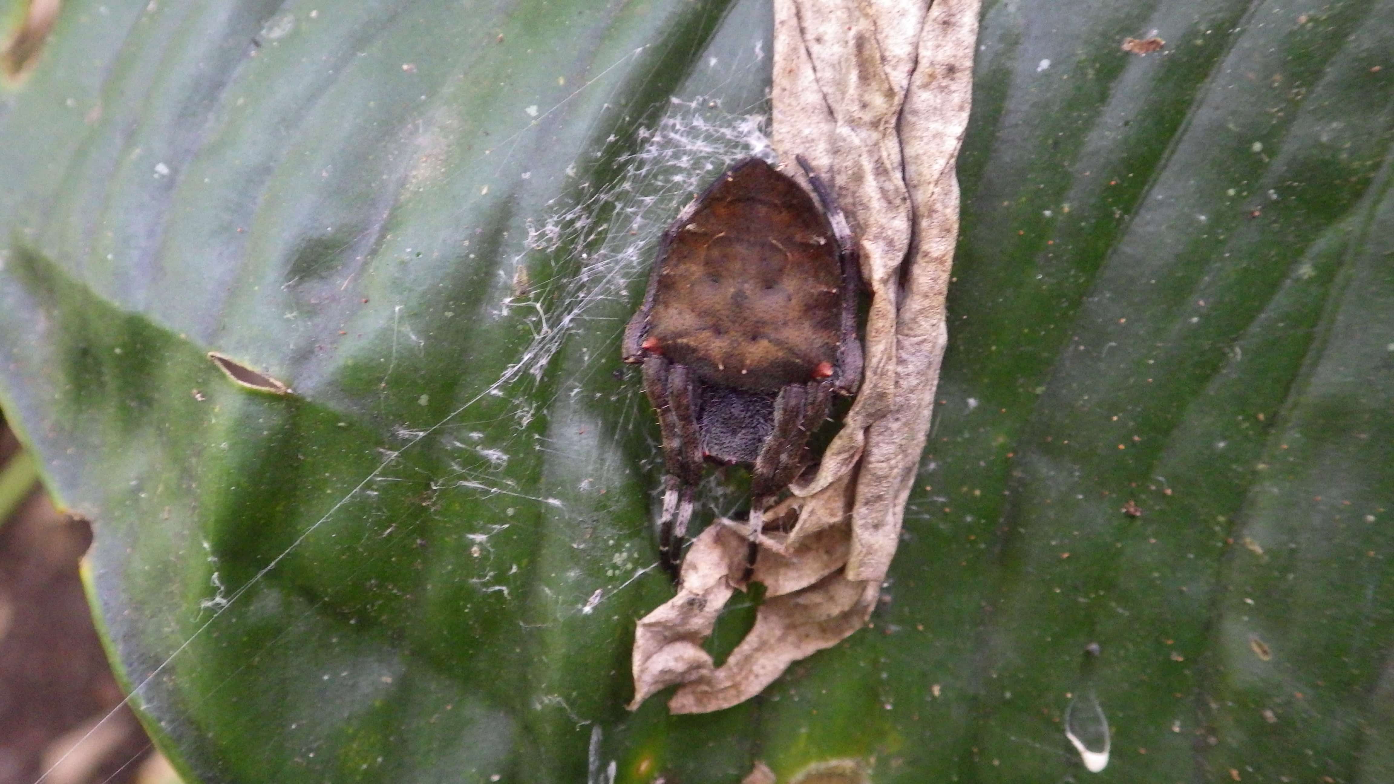 Picture of Parawixia dehaani (Abandoned-web Orb-weaver) - Dorsal