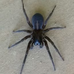 Featured spider picture of Amaurobius ferox (Black Lace-Weaver)
