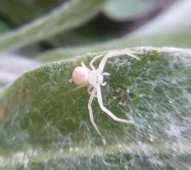 Picture of Thomisidae (Crab Spiders) - Dorsal
