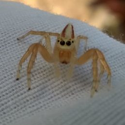 Featured spider picture of Telamonia dimidiata (Two-striped Jumper)