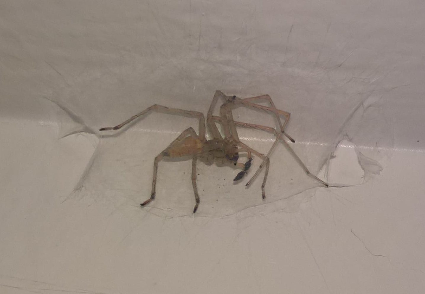 Picture of Cheiracanthium mildei (Long-legged Sac Spider) - Male - Ventral,In Retreat