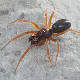Featured spider picture of Walckenaeria castanea