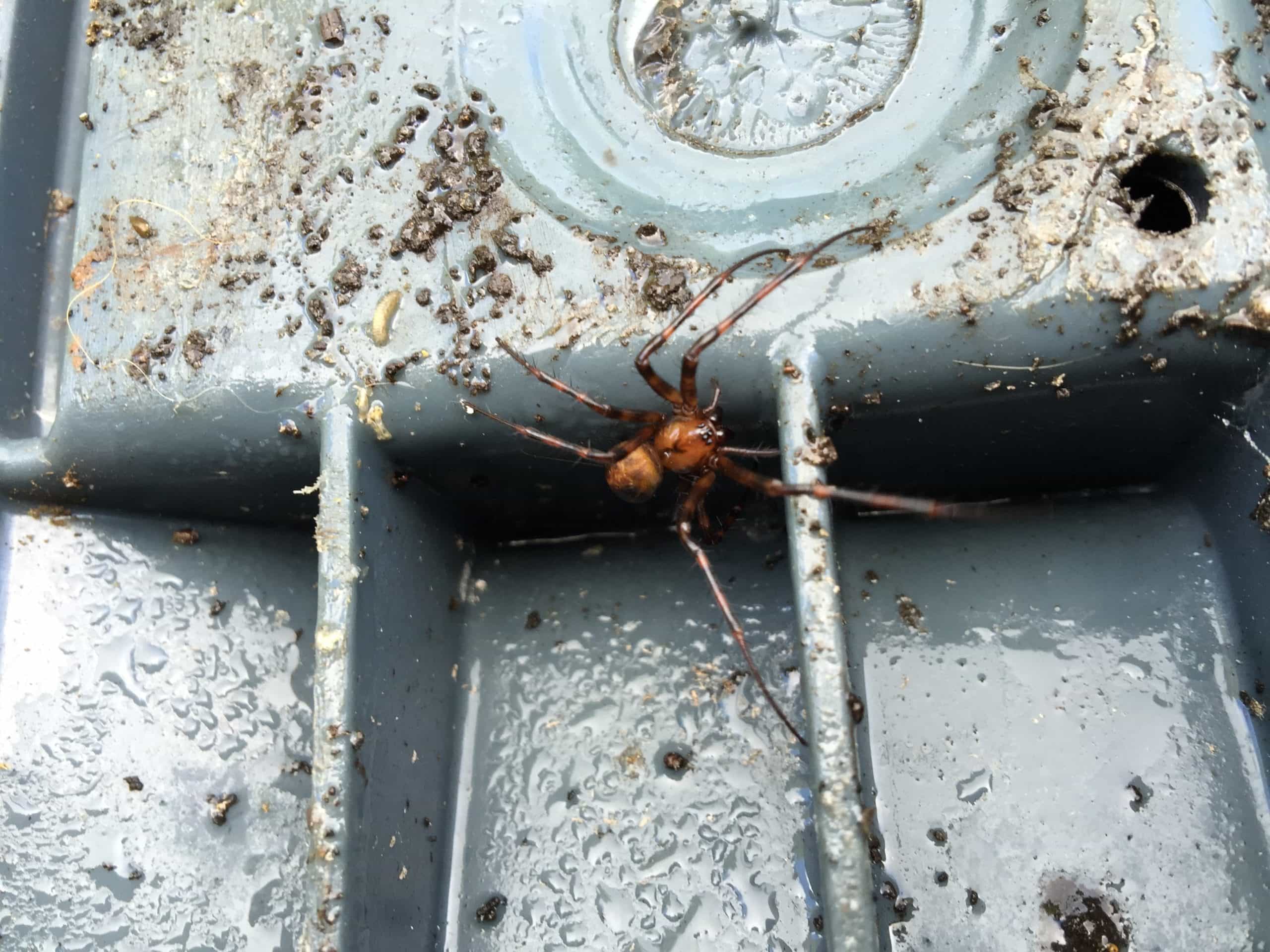 Picture of Meta menardi (European Cave Spider) - Dorsal