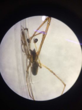 Picture of Tetragnathidae (Long-jawed Orb-weavers) - Male - Dorsal