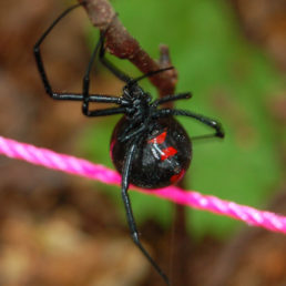 Featured spider picture of Latrodectus variolus (Northern Black Widow)