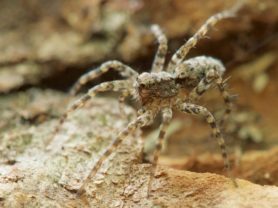 Picture of Pardosa spp. (Thin-legged Wolf Spiders) - Lateral