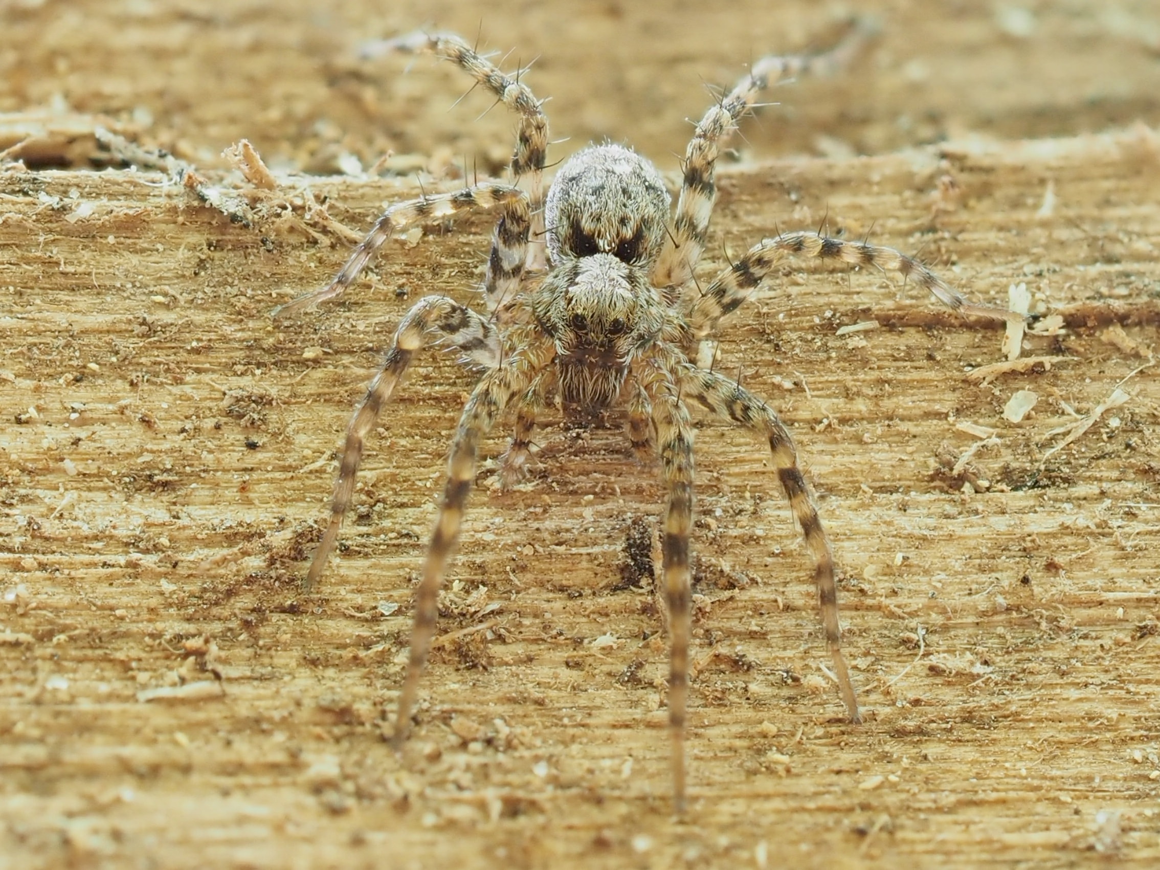 Picture of Pardosa (Thin-legged Wolf Spiders) - Eyes