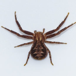 Featured spider picture of Xysticus cristatus