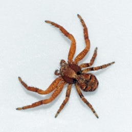 Featured spider picture of Xysticus locuples