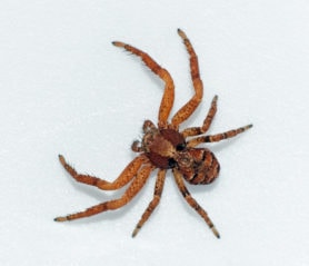 Picture of Xysticus locuples - Female - Dorsal