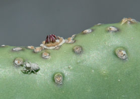 Picture of Habronattus spp. - Dorsal