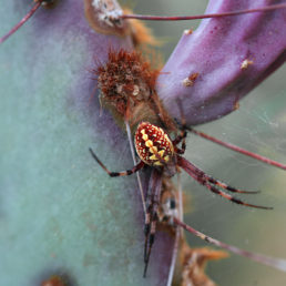 Featured spider picture of Neoscona oaxacensis (Western Spotted Orb-weaver)