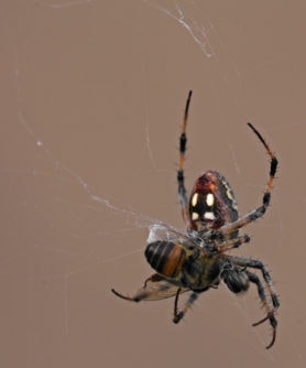 Picture of Neoscona oaxacensis (Western Spotted Orb-weaver) - Female - Ventral,Webs,Prey