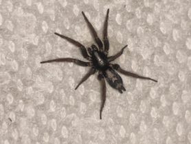 Picture of Herpyllus ecclesiasticus (Eastern Parson Spider) - Dorsal