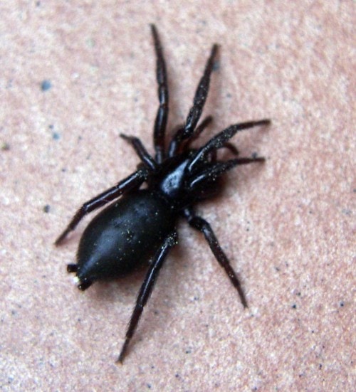 Picture of Zelotes - Dorsal