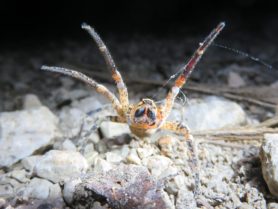Picture of Zoropsis spinimana - Eyes