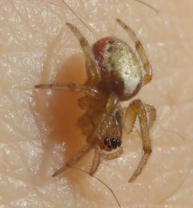 Picture of Zygiella x-notata (Missing Sector Orb-weaver) - Lateral
